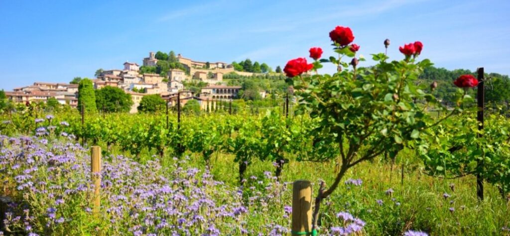 フランチャコルタ ブドウ栽培地